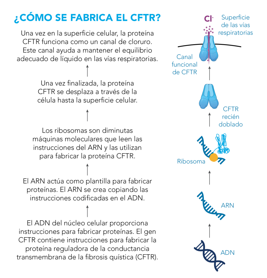 Diagrama que muestra cómo se produce la proteína CFTR, comenzando con el gen CFTR (ADN).
