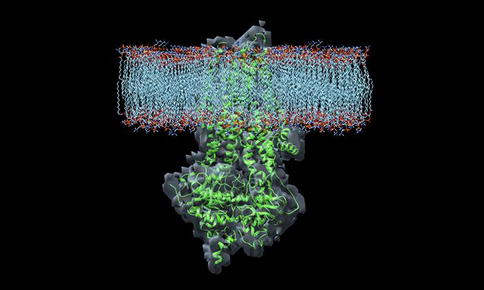 Una imagen 3D de la estructura de una proteína CFTR
